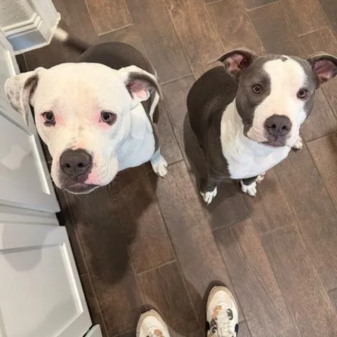 A young large-sized female Gray / Blue / Silver Pit Bull Terrier dog named Tootsie for adoption in Dallas, TX