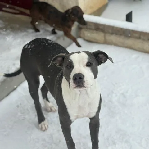 Tootsie thumbnail 3