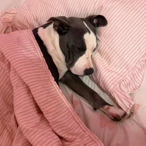 Tootsie thumbnail 5