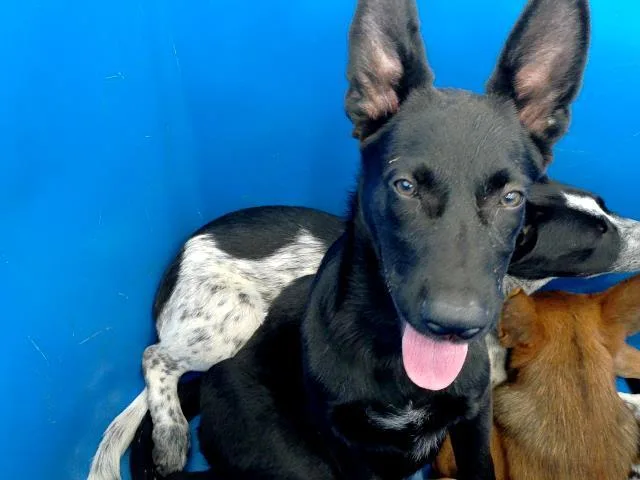 A baby large-sized male Mixed Breed dog named Martin for adoption in Dallas, TX