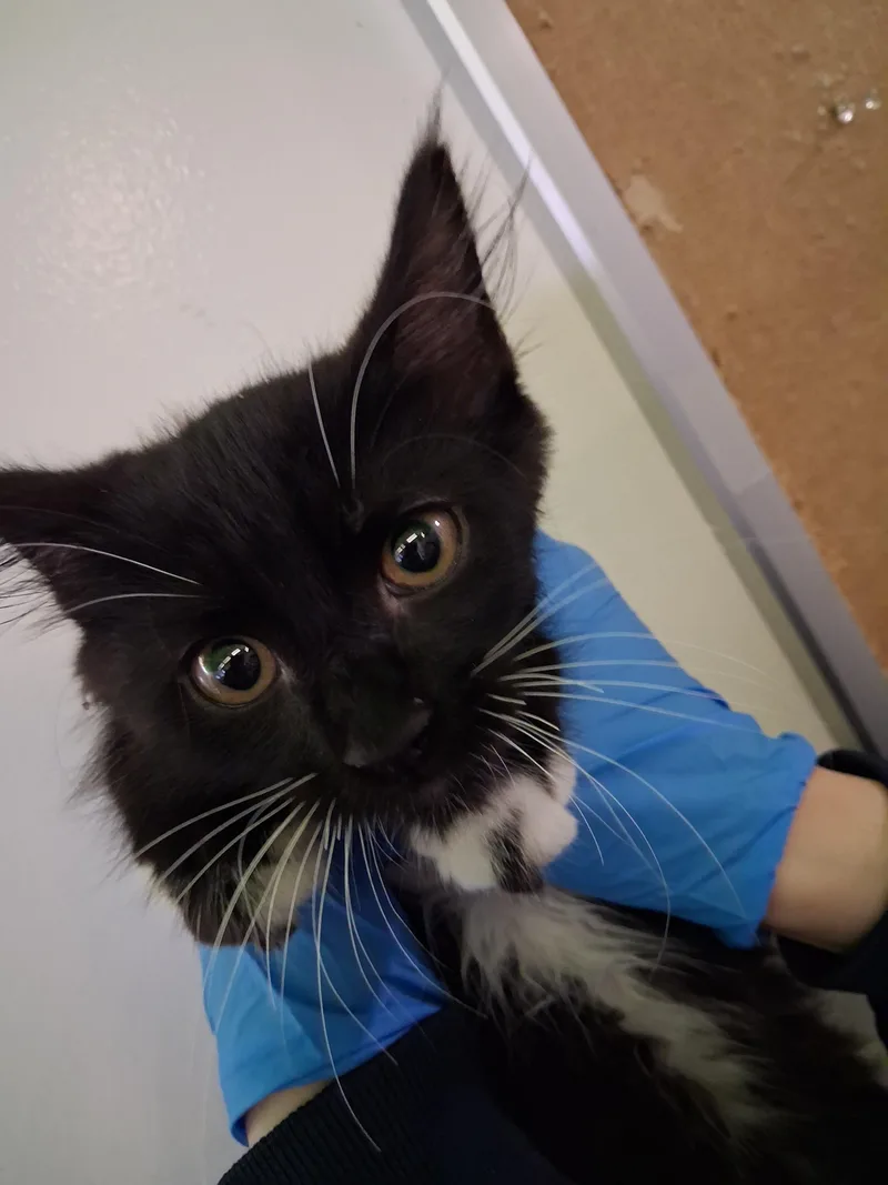 A baby medium-sized male Domestic Medium Hair cat named Julian for adoption in Los Angeles, CA