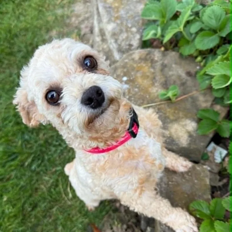 An adult small-sized male White / Cream Miniature Poodle dog named Ted for adoption in Overland Park, KS