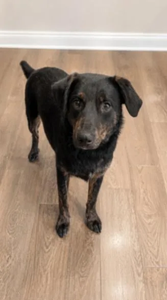 A baby large-sized male Black Labrador Retriever dog named Sweet Jasper for adoption in Houston, TX
