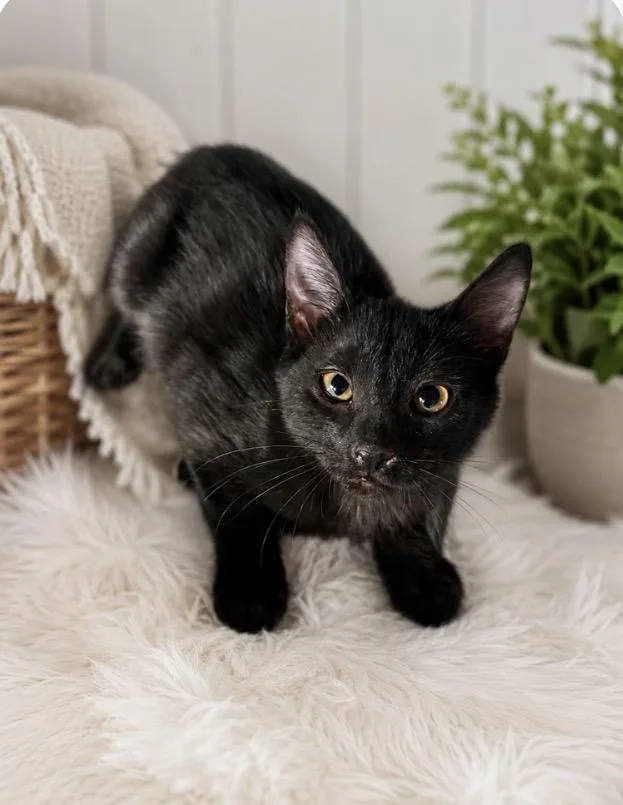 A baby medium-sized male Black Domestic Short Hair cat named Scoot for adoption in Ephrata, WA