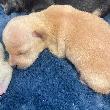 A baby small-sized male Golden Chihuahua dog named Lake for adoption in Long Beach, CA