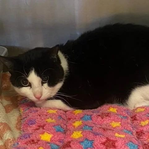 An adult small-sized male Domestic Short Hair cat named Bilbo for adoption in Chehalis, WA