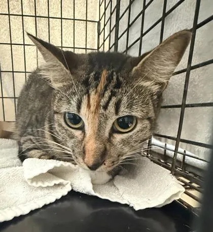 An adult large-sized female Domestic Short Hair cat named Cleo for adoption in Honolulu, HI