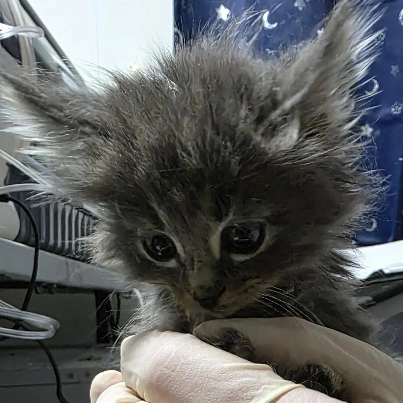 Oisin thumbnail 2
