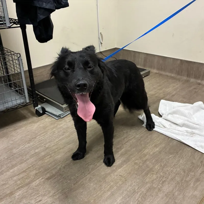 An adult medium-sized male Black Border Collie dog named Moonlight for adoption in Pasadena, CA