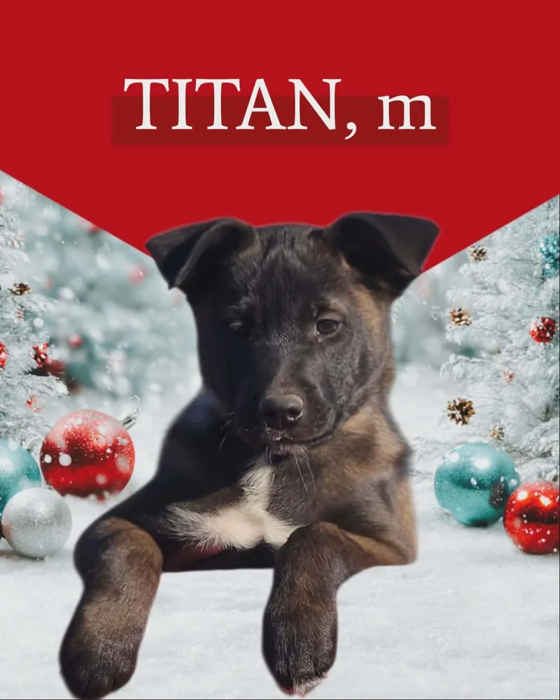 Titan thumbnail 3