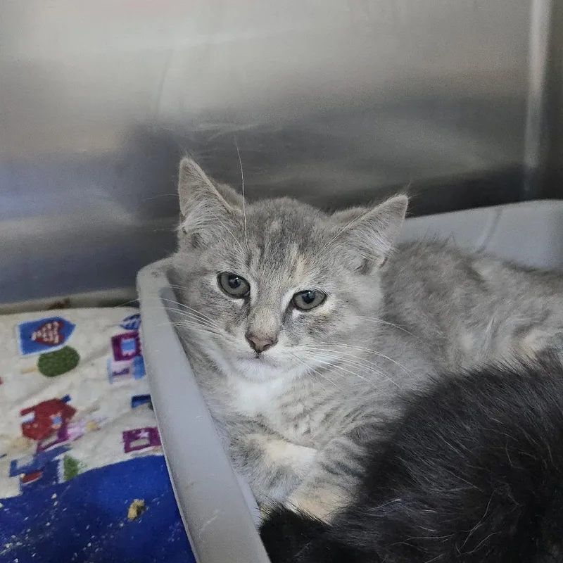 A baby small-sized female Tortoiseshell Domestic Short Hair cat named Pig pen for adoption in Yanceyville, NC