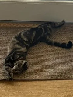 A young medium-sized female Tabby (Brown / Chocolate) Domestic Short Hair cat named Cricket for adoption in Novato, CA