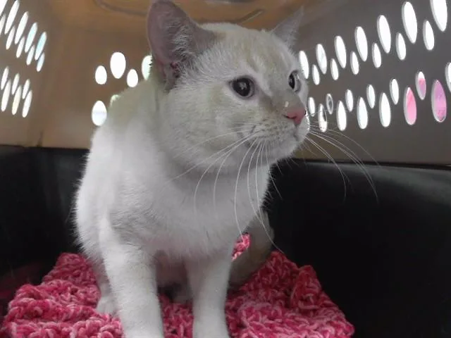 An adult small-sized male Domestic Short Hair cat named Eridani for adoption in Omaha, NE