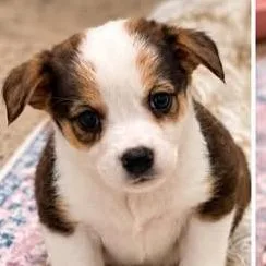 A baby small-sized male Mixed Breed dog named Milo for adoption in Dover, AR