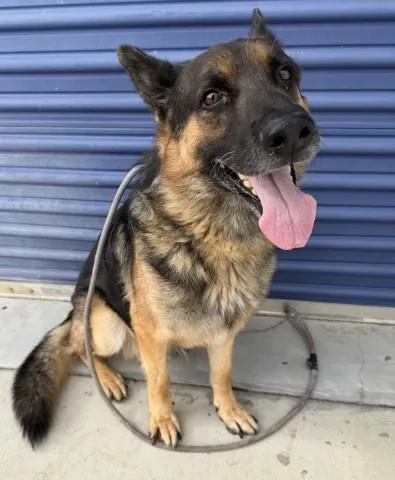 An adult large-sized male German Shepherd Dog dog named Romulus for adoption in Bakersfield, CA