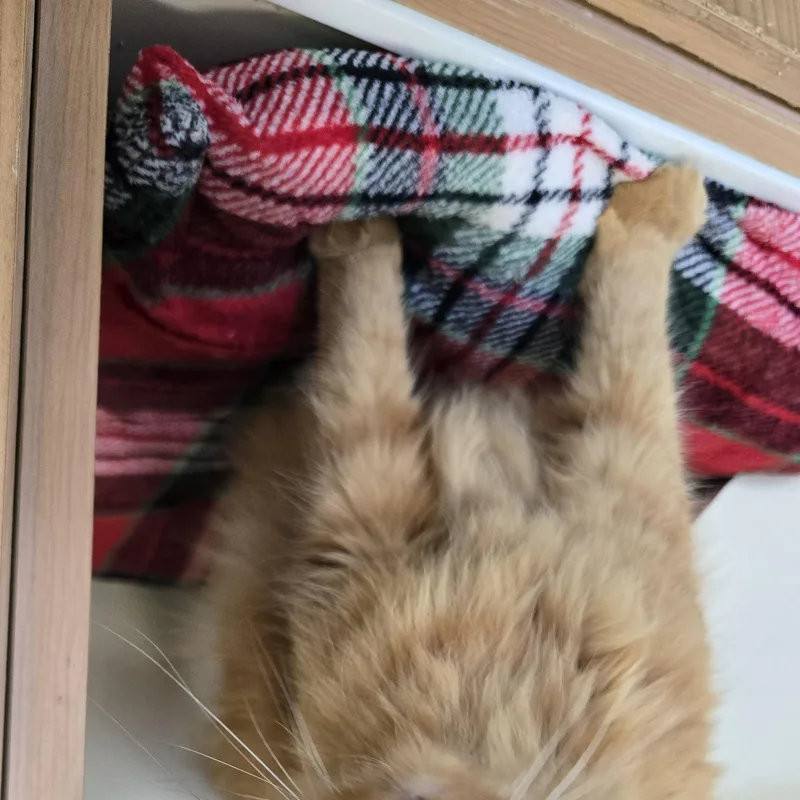 An adult large-sized male Orange / Red Domestic Medium Hair cat named Benny for adoption in Mokena, IL