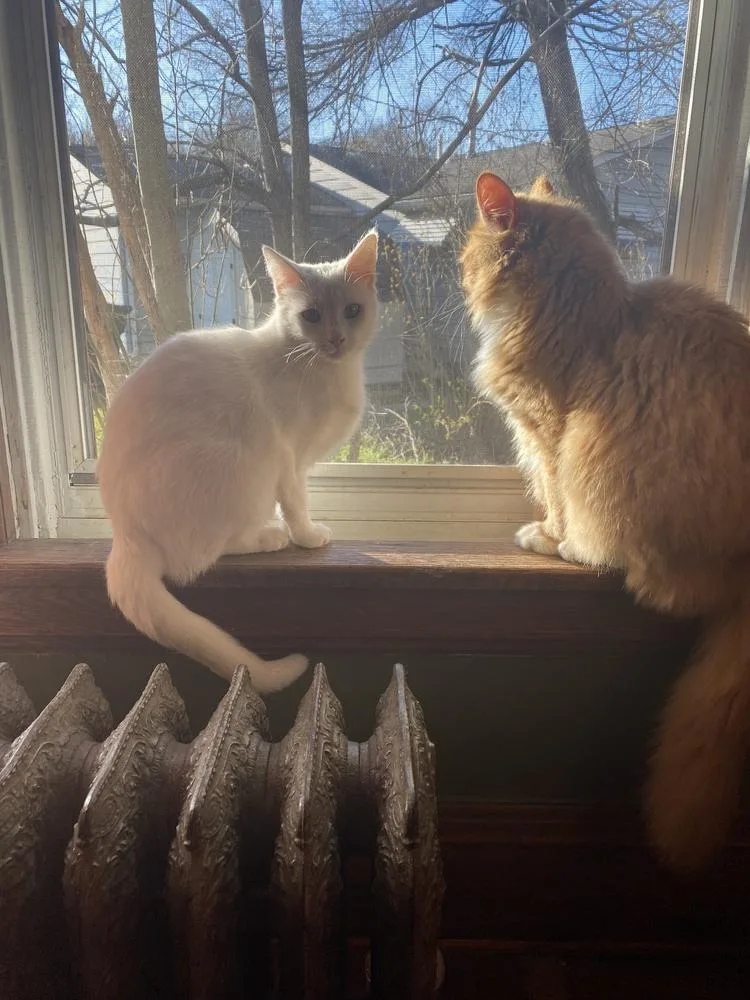 An adult medium-sized female White Domestic Short Hair cat named Elsie for adoption in Lorain, OH