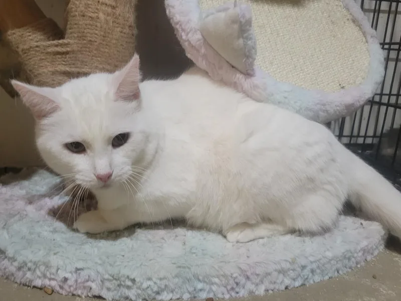 Elsie thumbnail 4