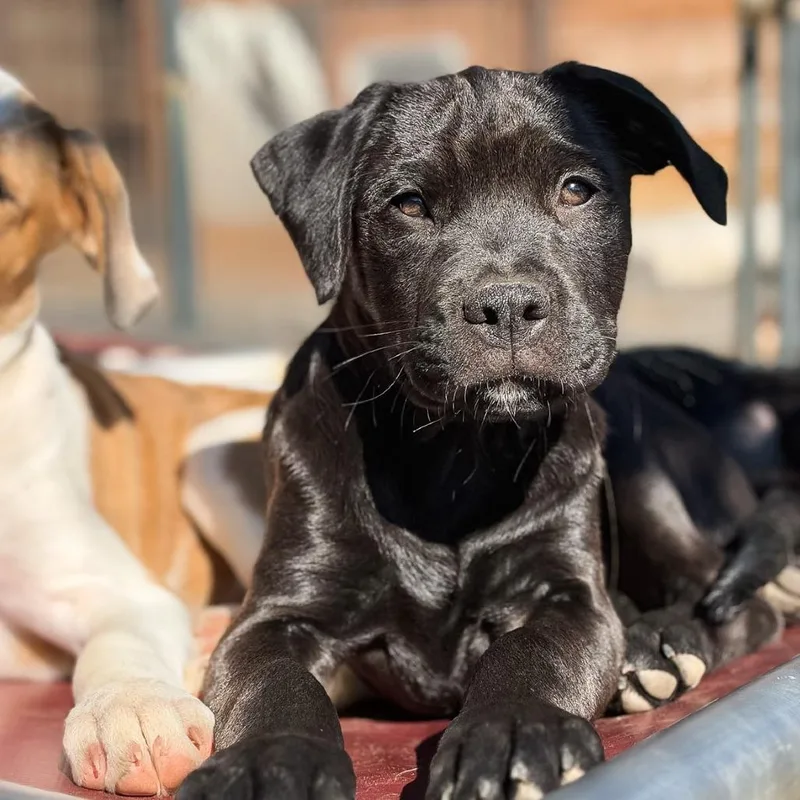 A baby large-sized female Pit Bull Terrier dog named Squirtle for adoption in Salem, OR