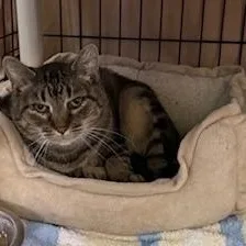 An adult medium-sized female Tabby (Buff / Tan / Fawn) Domestic Short Hair cat named Mortadella for adoption in Honesdale, PA