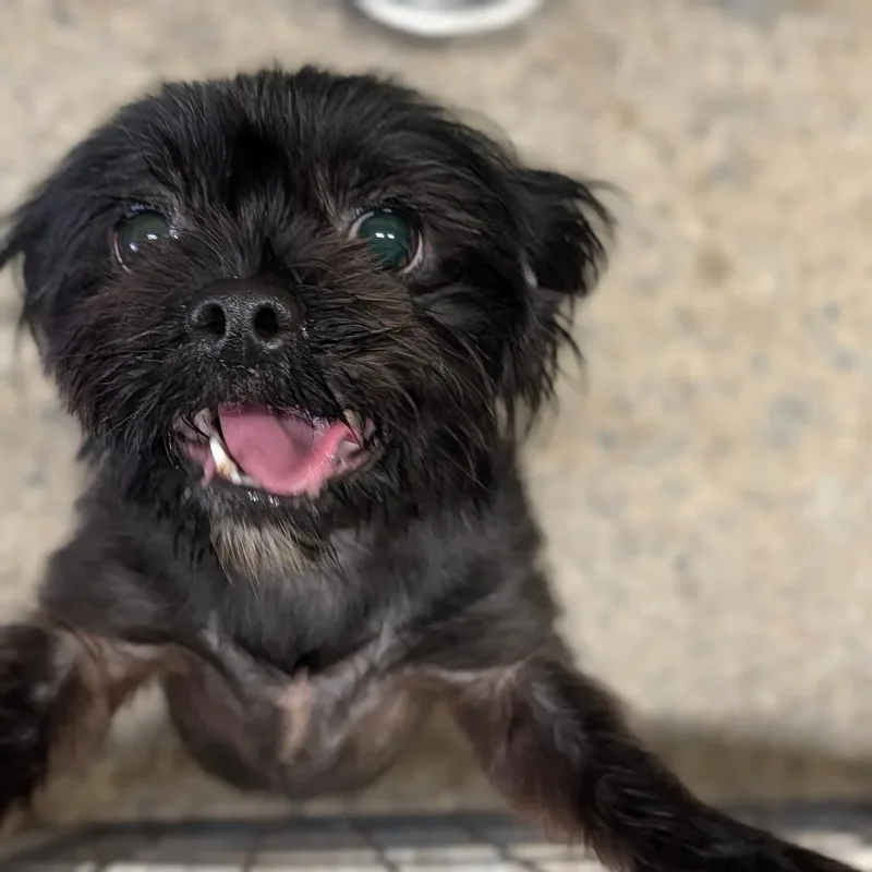 A young small-sized female Shih Tzu dog named Muffin for adoption in Tyrone, GA
