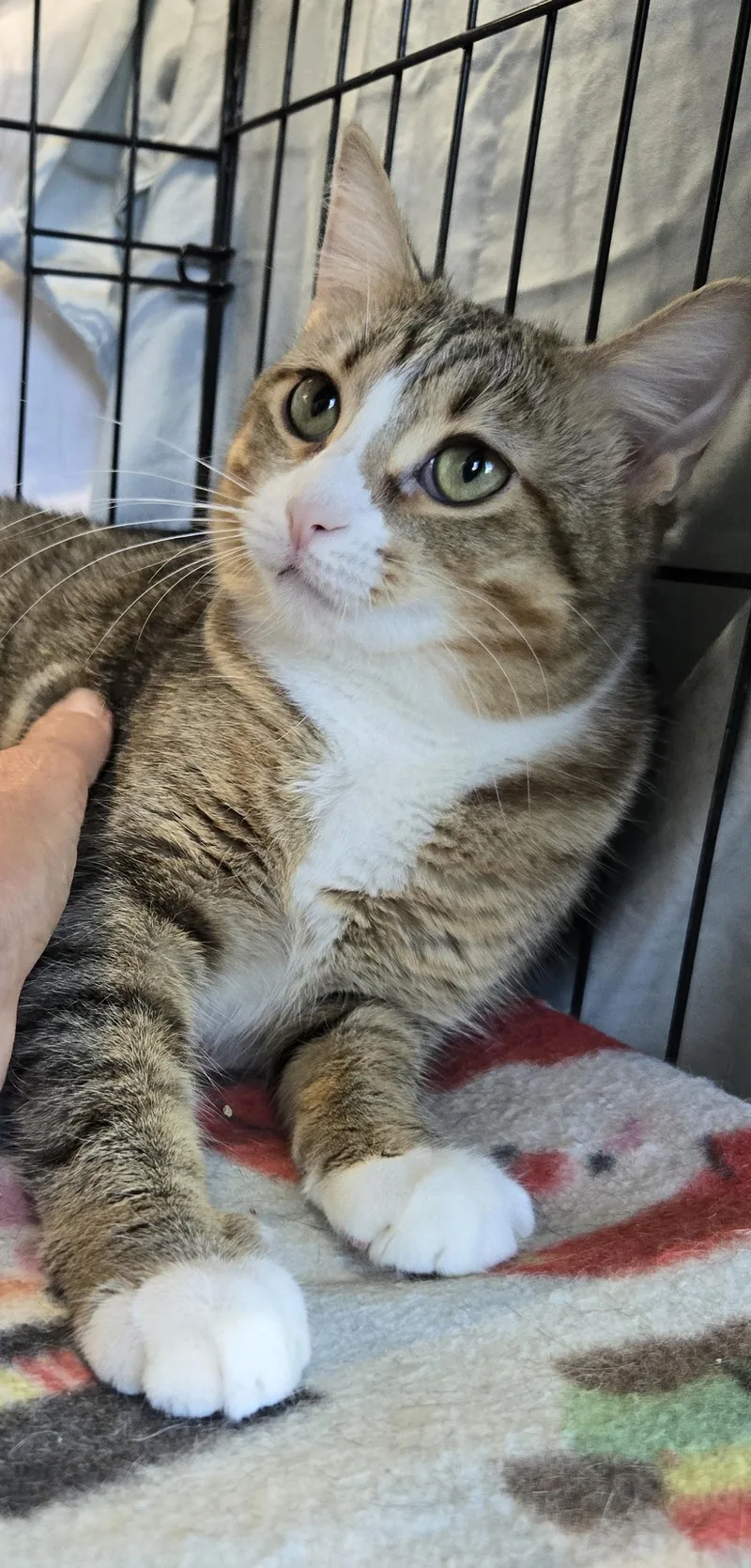 A young medium-sized female Tabby (Brown / Chocolate) Domestic Short Hair cat named Laren for adoption in Mokena, IL