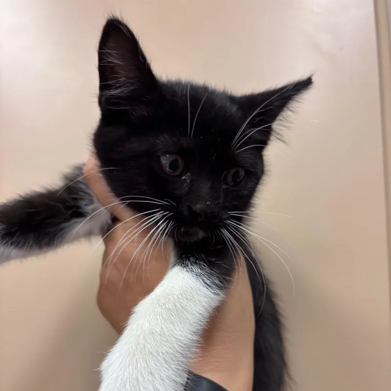 A baby small-sized female Black Domestic Short Hair cat named Lacey for adoption in Santa Barbara, CA