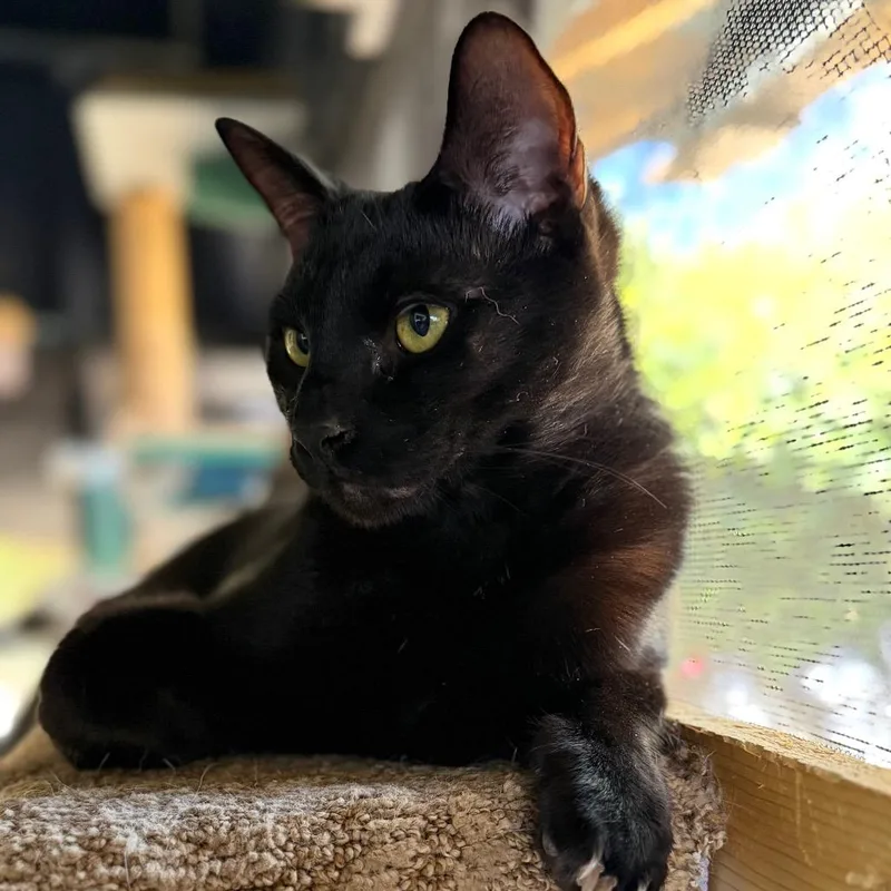 A young small-sized male Black Domestic Short Hair cat named Knight for adoption in Long Beach, CA