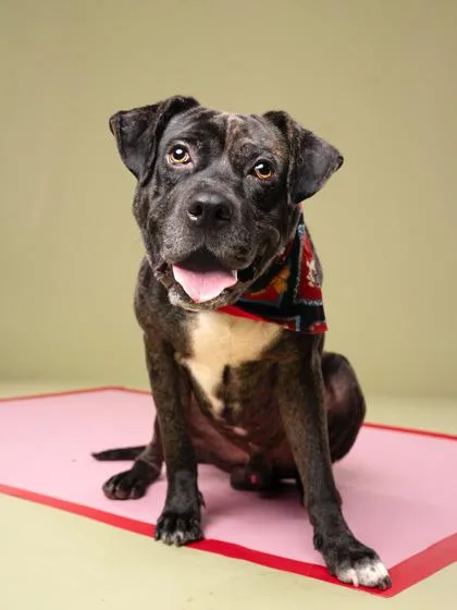 An adult large-sized male Mixed Breed dog named Dasher for adoption in Atlanta, GA
