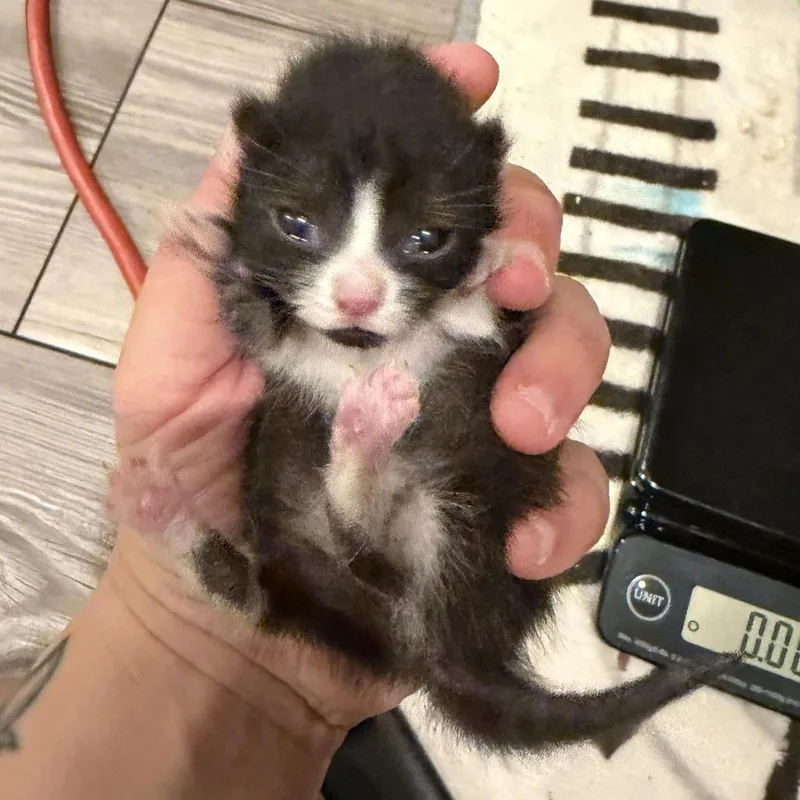 A baby small-sized female Black Domestic Short Hair cat named Lala for adoption in Brooklyn, NY