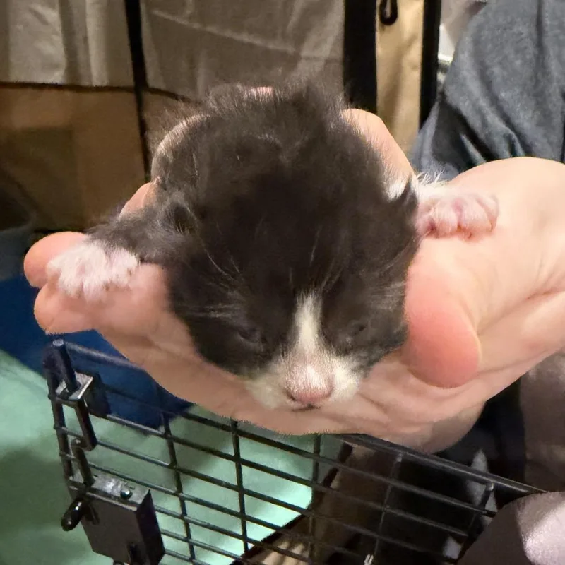 Lala thumbnail 4