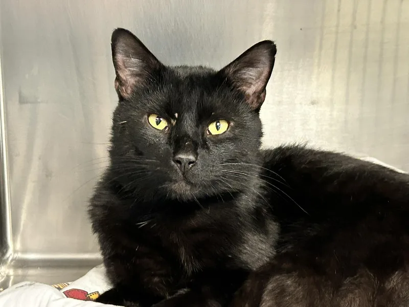 An adult medium-sized male Black Domestic Short Hair cat named Cosmo for adoption in Sudbury, MA