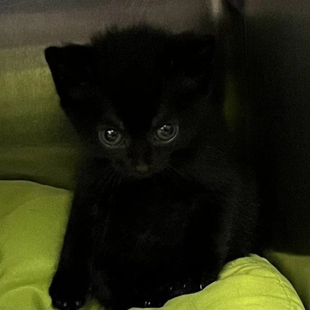 A baby small-sized female Black Domestic Short Hair cat named A for adoption in Tavares, FL