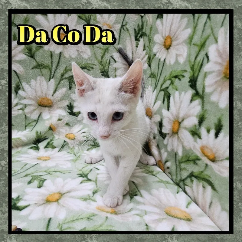 A baby small-sized male Domestic Short Hair cat named Da Ko Da for adoption in Jacksonville, IL
