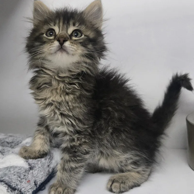 A baby large-sized female Torbie Domestic Long Hair cat named Kyra for adoption in Keokuk, IA