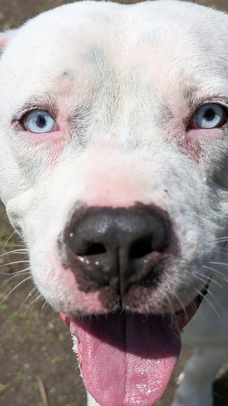 An adult medium-sized male White / Cream Pit Bull Terrier dog named Moneybags for adoption in Chicago, IL