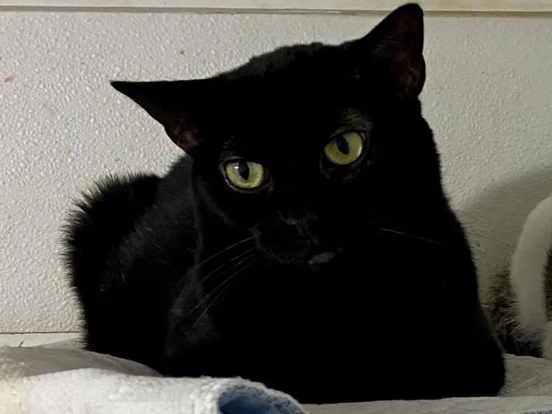 An adult medium-sized female Black & White / Tuxedo Domestic Medium Hair cat named Acorn for adoption in New Cumberland, WV