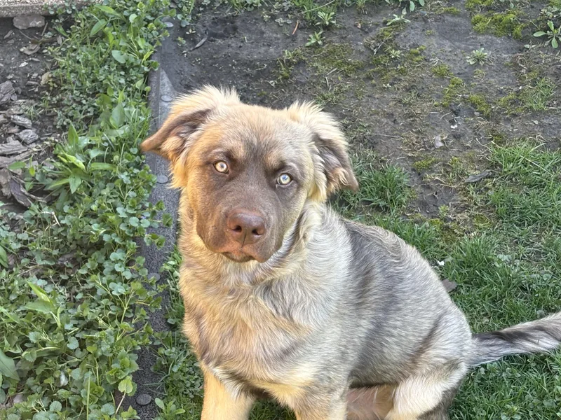 A young large-sized male Collie dog named Bear Guppy Program for adoption in Chicago, IL