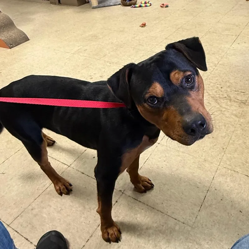 A young medium-sized male Black Terrier dog named Scooter for adoption in Birmingham, AL