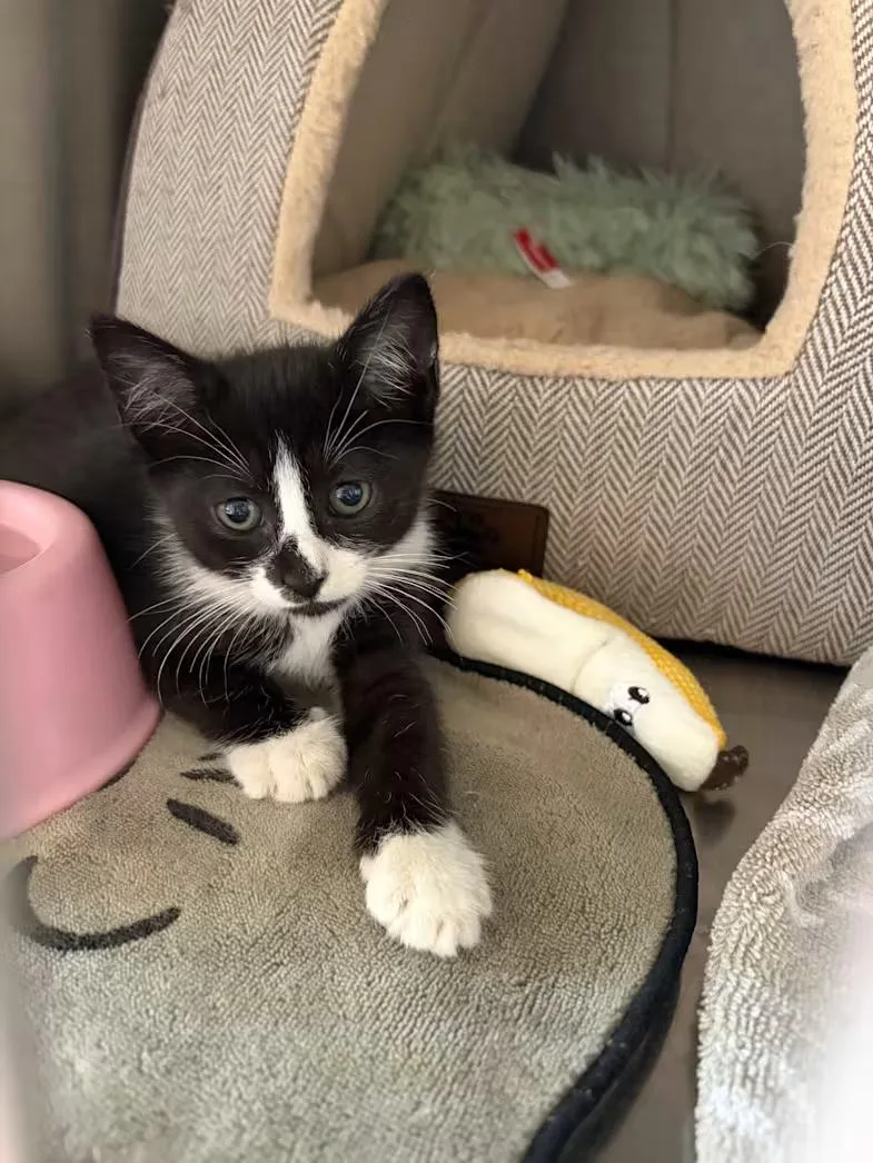 A baby medium-sized female Black & White / Tuxedo Domestic Short Hair cat named Rupee for adoption in Greensboro, NC