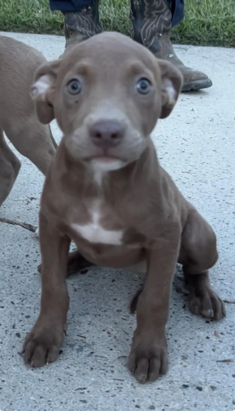 A baby medium-sized male American Staffordshire Terrier dog named Ranger for adoption in conroe, TX