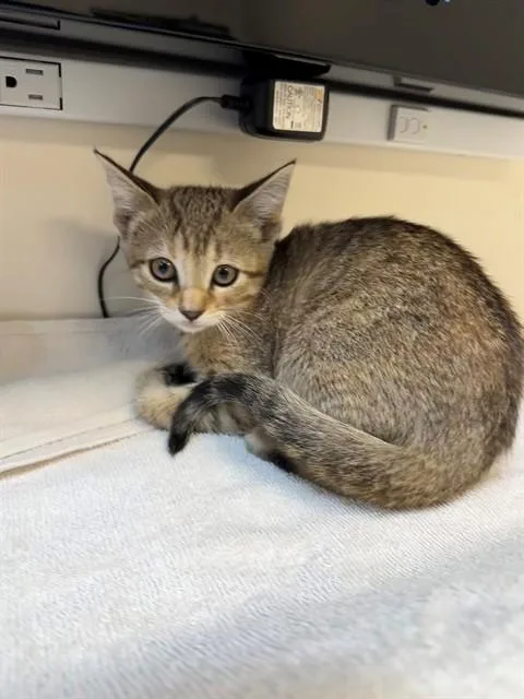 A baby small-sized female Domestic Short Hair cat named Iris for adoption in San Luis Obispo, CA