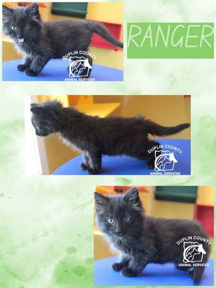 Ranger