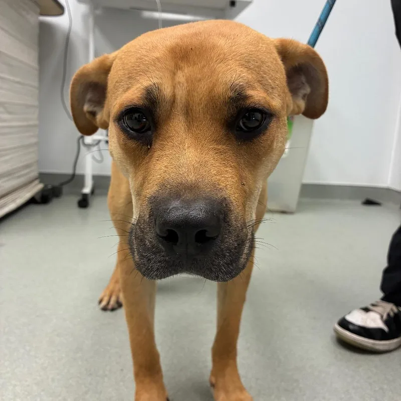 An adult medium-sized male Yellow / Tan / Blond / Fawn Pit Bull Terrier dog named Tuffy for adoption in Abilene, TX