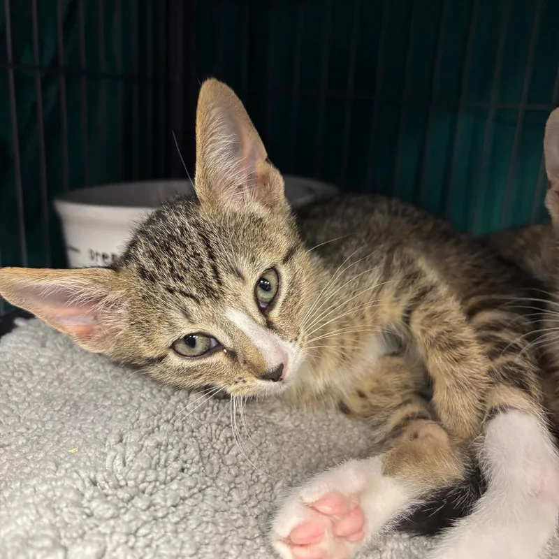 A baby small-sized male Brown / Chocolate Domestic Short Hair cat named Dot for adoption in Port Charlotte, FL