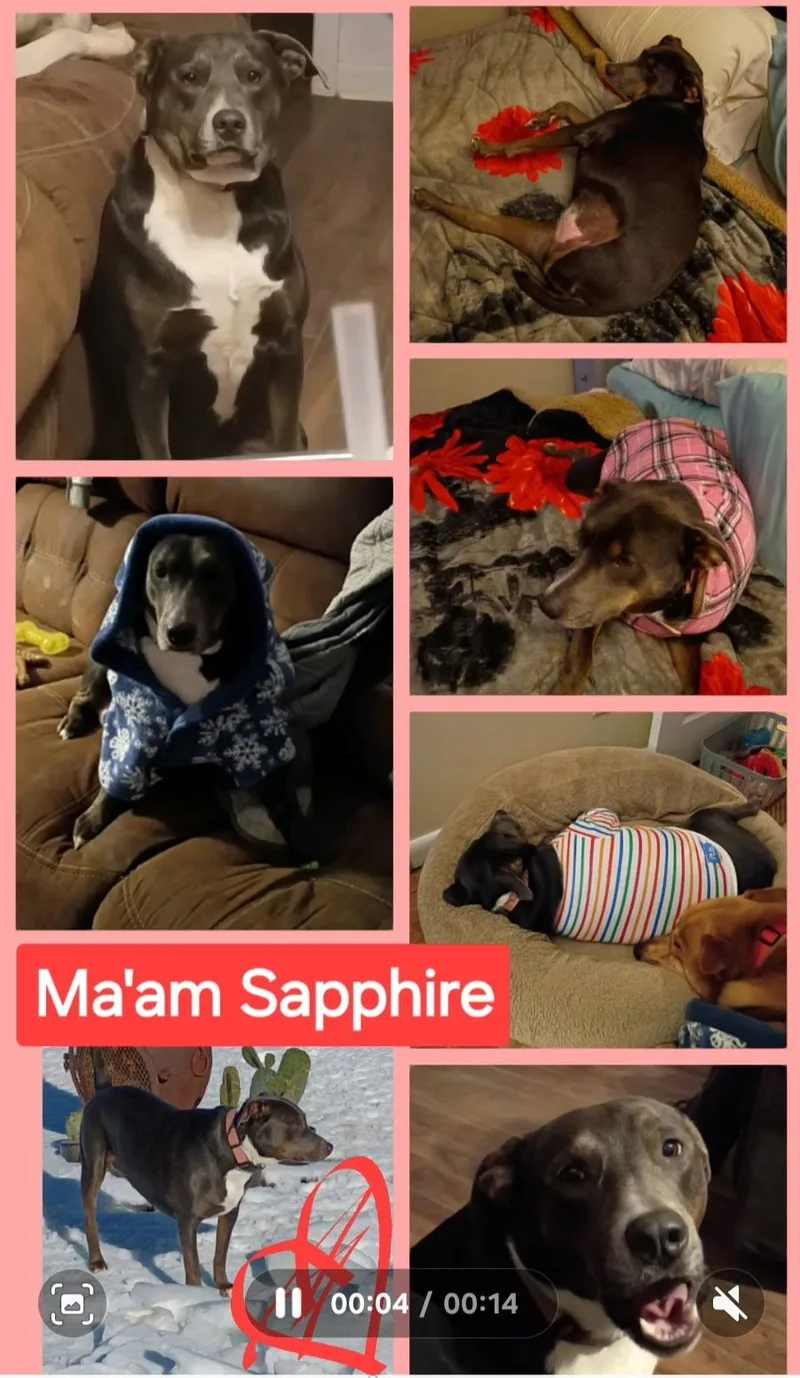 Ma'Am Sapphire thumbnail 5