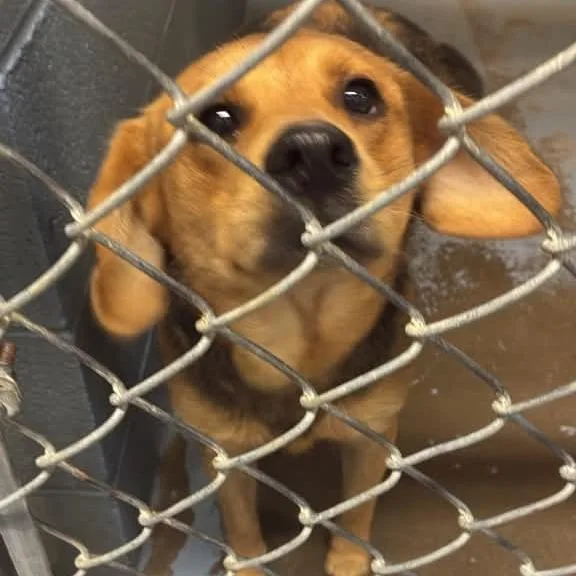 An adult medium-sized female Black Mixed Breed dog named Bullwinkle for adoption in Gadsden, AL