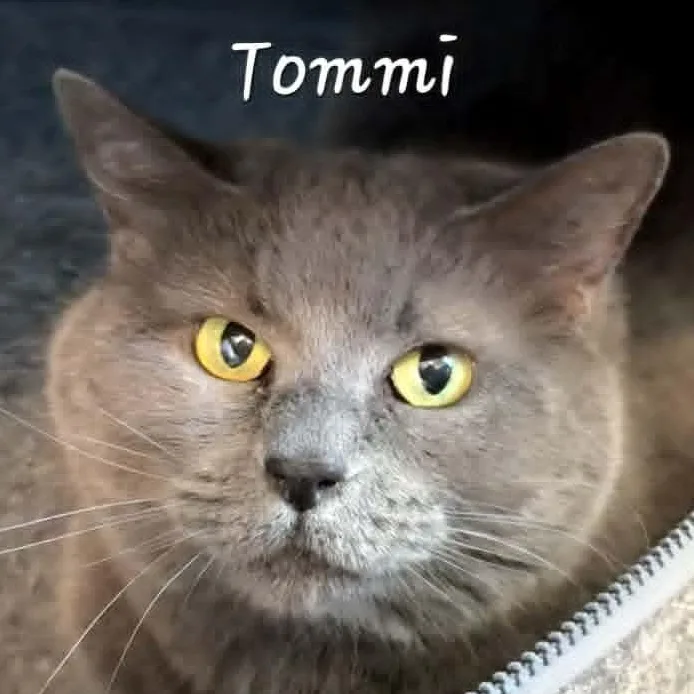 Tommi