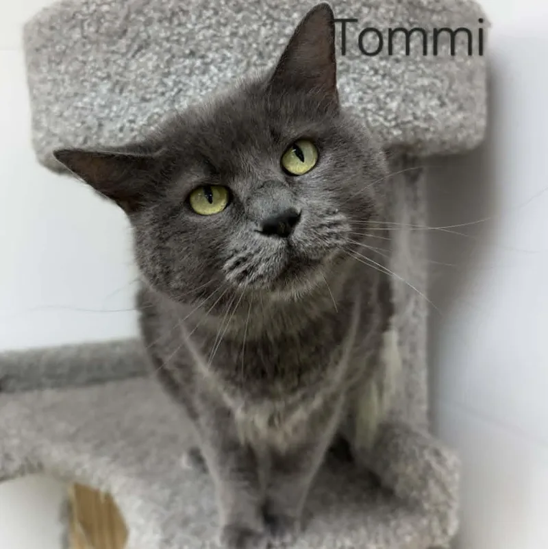 Tommi thumbnail 2