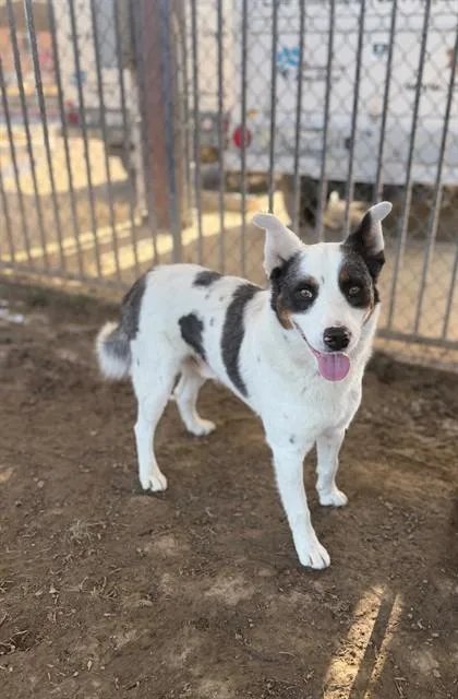 An adult large-sized male Australian Cattle Dog / Blue Heeler dog named Borabora for adoption in Riverside, CA